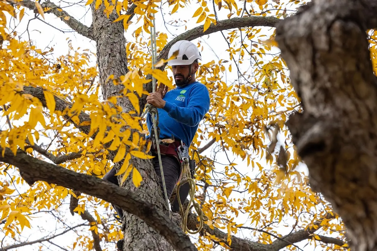 Skilled Tree Planing crew working in Fairview
