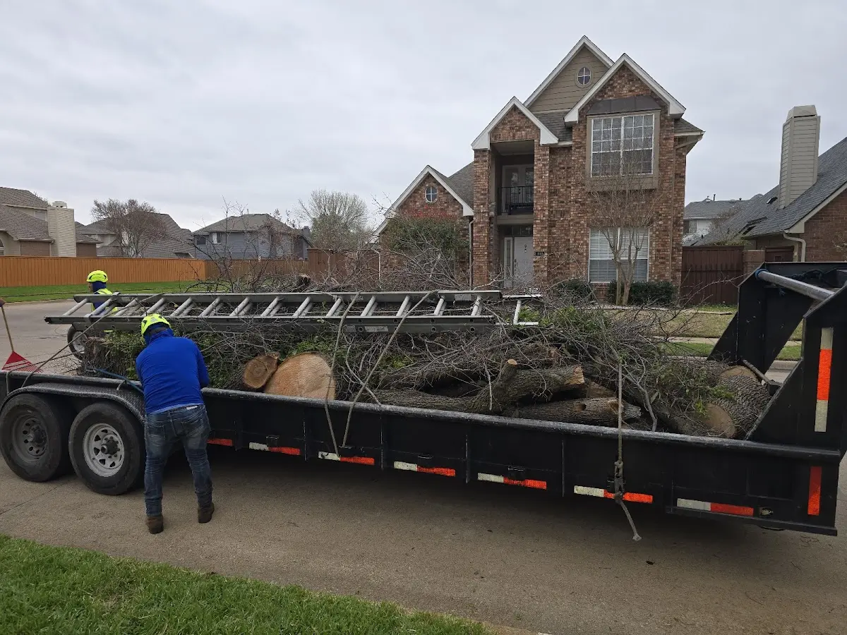 Expert Tree Removal with proper safety equipment in Fairview